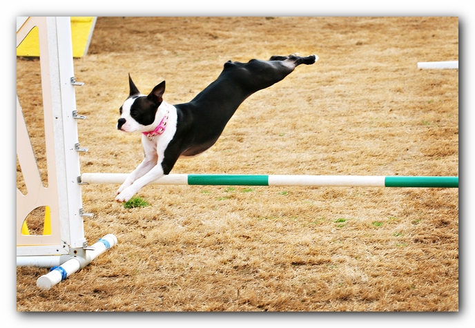 Miley the Boston Terrier Agility Puppy