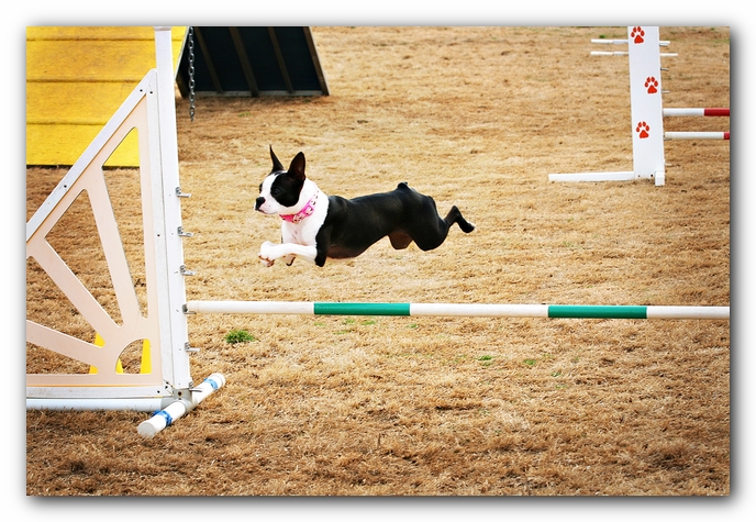 Miley the Boston Terrier Agility Puppy