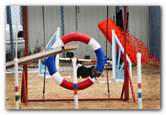 Miley the Boston Terrier Agility Puppy