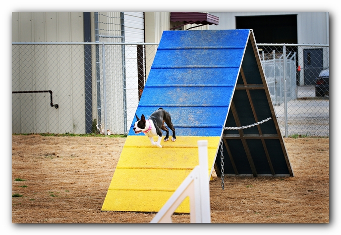 Miley the Boston Terrier Agility Puppy