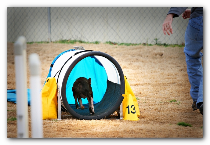 Miley the Boston Terrier Agility Puppy