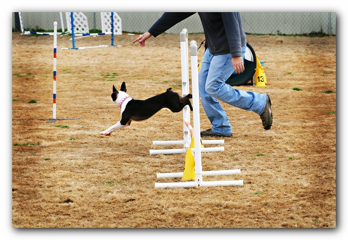 Miley the Boston Terrier Agility Puppy