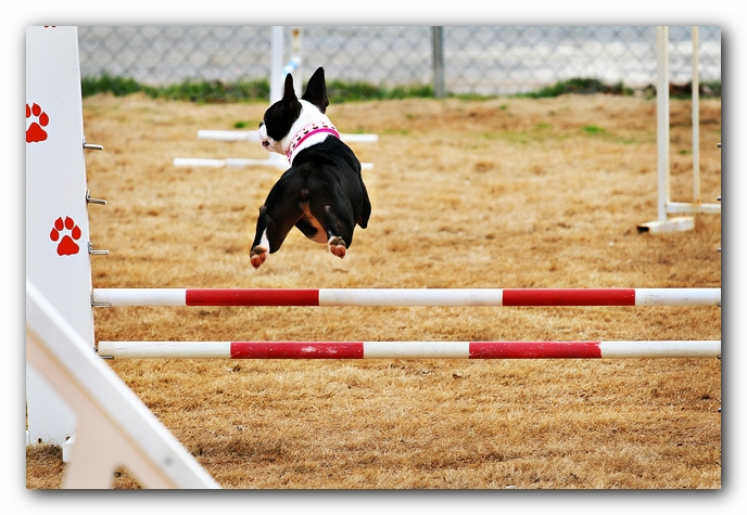 Miley the Boston Terrier Agility Puppy