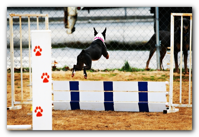 Miley the Boston Terrier Agility Puppy