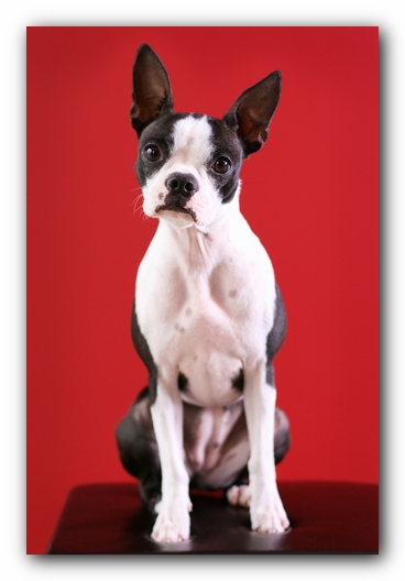 Miley the Boston Terrier Puppy