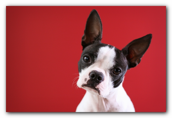 Miley the Boston Terrier Puppy