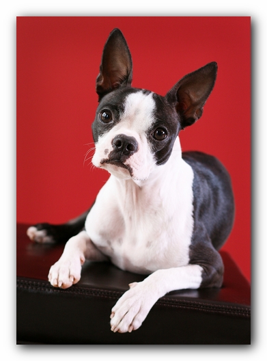 Miley the Boston Terrier Puppy