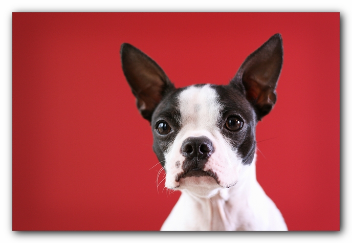 Miley the Boston Terrier Puppy