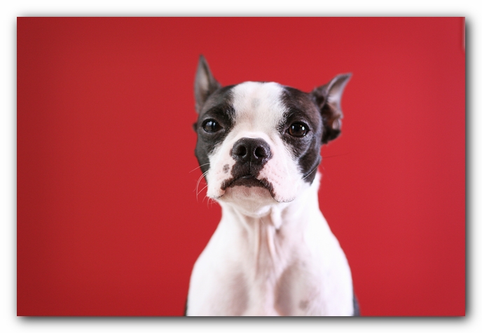 Miley the Boston Terrier Puppy