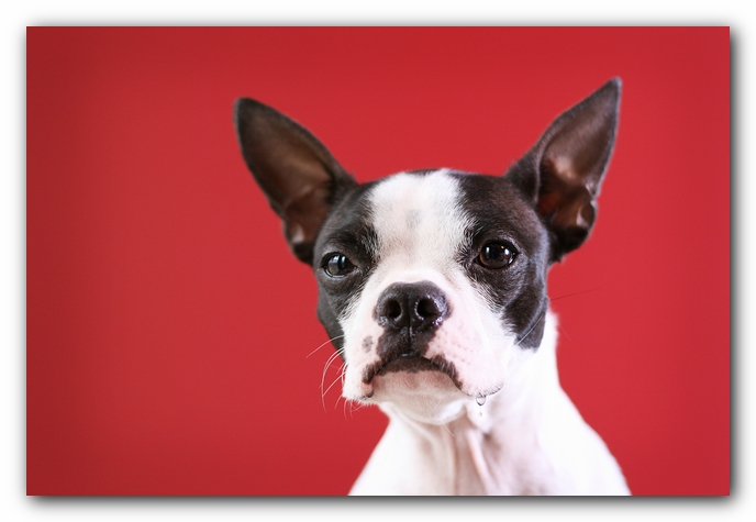 Miley the Boston Terrier Puppy