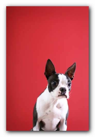 Miley the Boston Terrier Puppy
