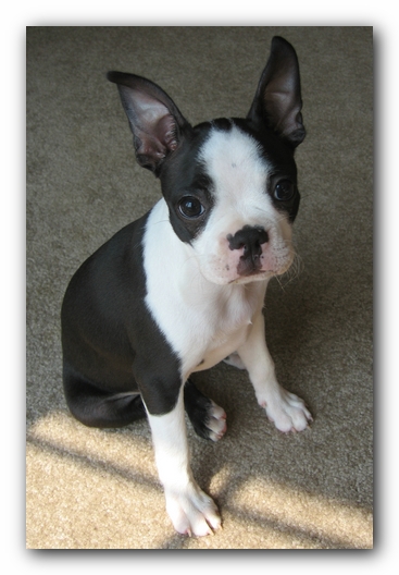 Miley the Boston Terrier Puppy