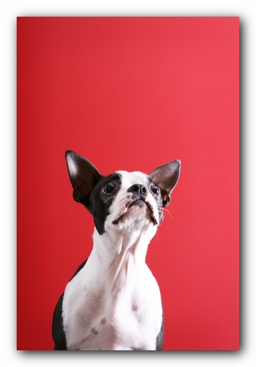 Miley the Boston Terrier Puppy