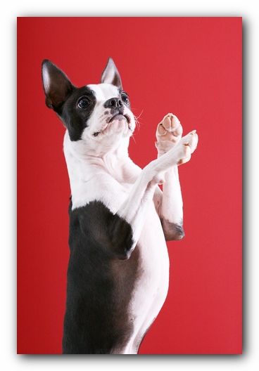 Miley the Boston Terrier Puppy