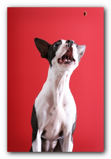 Miley the Boston Terrier Puppy