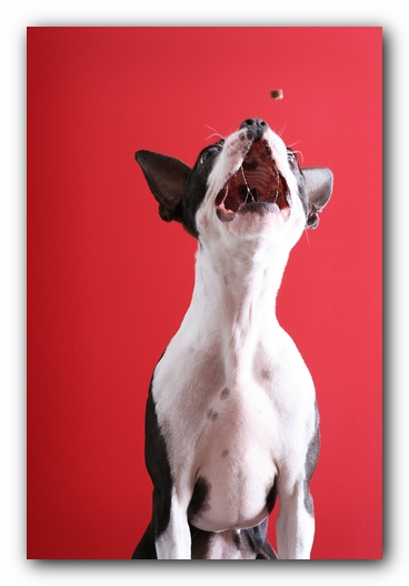 Miley the Boston Terrier Puppy