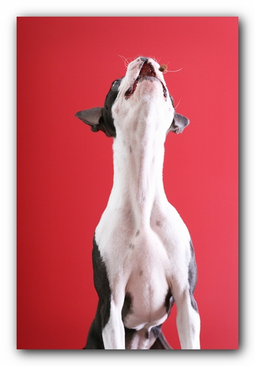 Miley the Boston Terrier Puppy