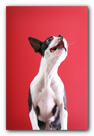 Miley the Boston Terrier Puppy
