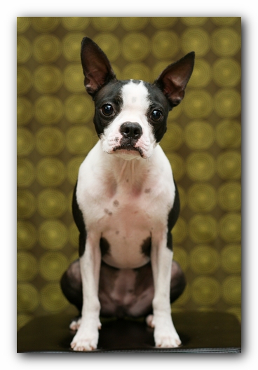 Miley the Boston Terrier Puppy