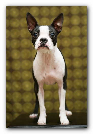 Miley the Boston Terrier Puppy