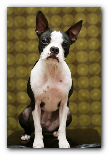 Miley the Boston Terrier Puppy