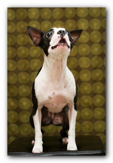 Miley the Boston Terrier Puppy