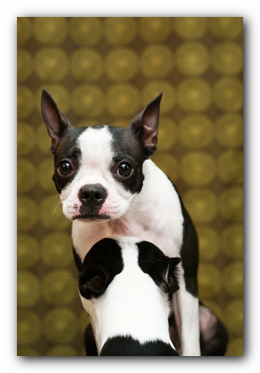 Miley the Boston Terrier Puppy