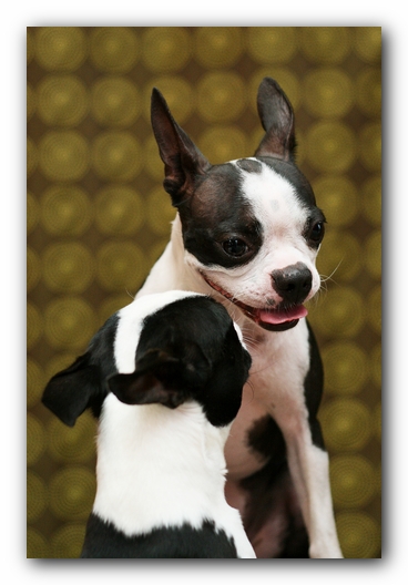 Miley the Boston Terrier Puppy