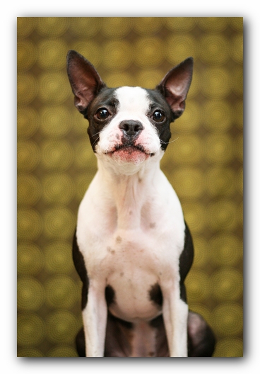 Miley the Boston Terrier Puppy