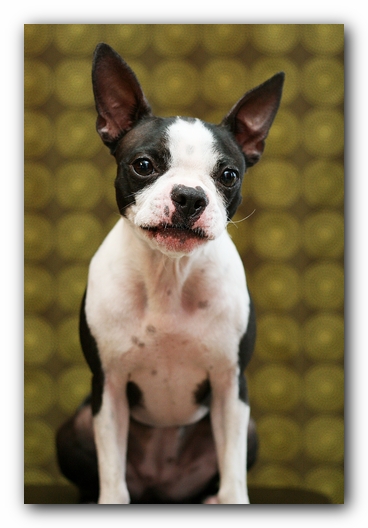 Miley the Boston Terrier Puppy