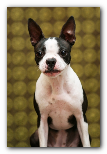 Miley the Boston Terrier Puppy