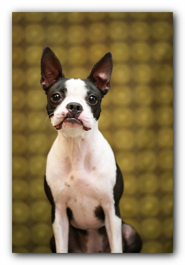 Miley the Boston Terrier Puppy