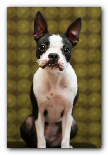 Miley the Boston Terrier Puppy