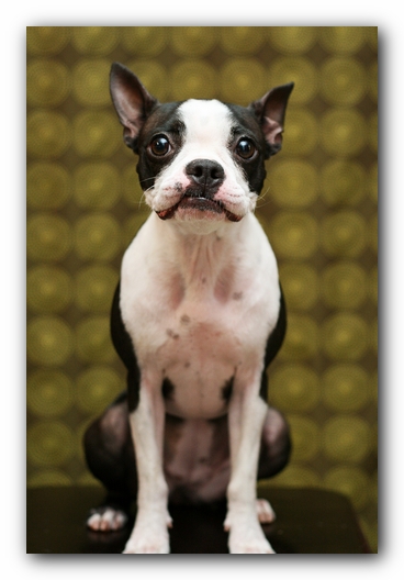 Miley the Boston Terrier Puppy