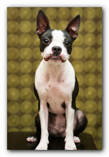 Miley the Boston Terrier Puppy