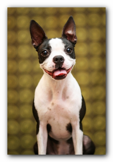 Miley the Boston Terrier Puppy