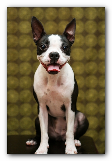Miley the Boston Terrier Puppy