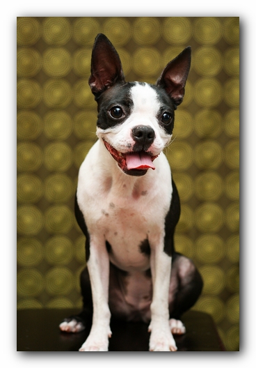 Miley the Boston Terrier Puppy
