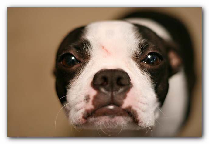 Miley the Boston Terrier Puppy