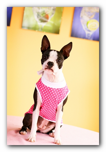 Miley the Boston Terrier Puppy 