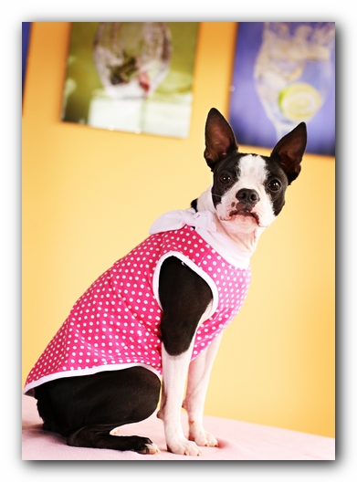 Miley the Boston Terrier Puppy 