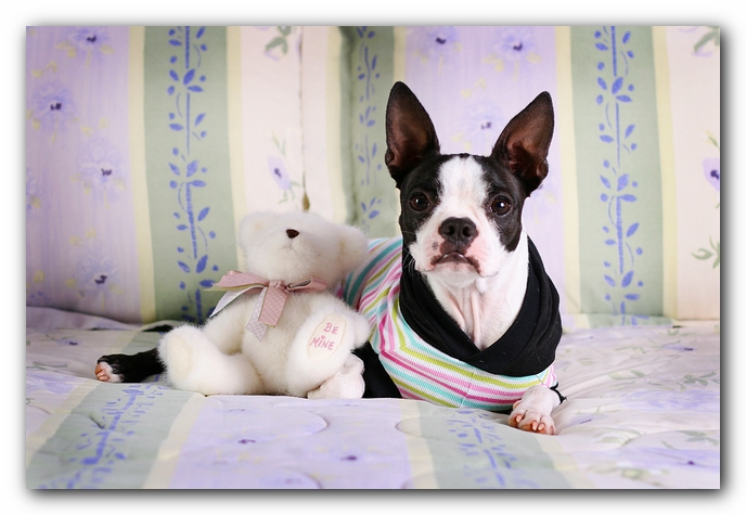 Miley the Boston Terrier Puppy 