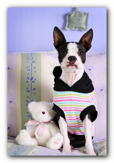 Miley the Boston Terrier Puppy 