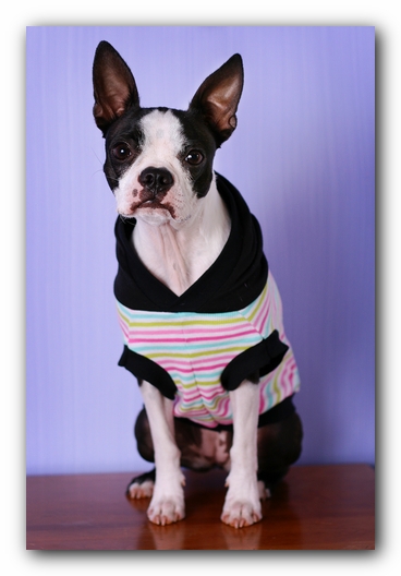 Miley the Boston Terrier Puppy 