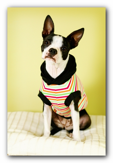 Miley the Boston Terrier Puppy 