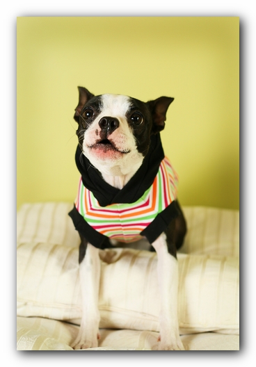 Miley the Boston Terrier Puppy 