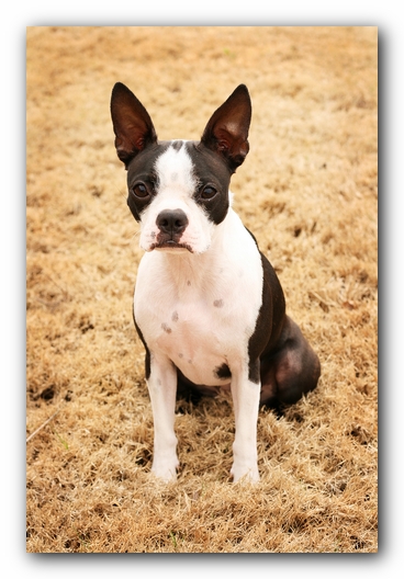 Miley the Boston Terrier Puppy 