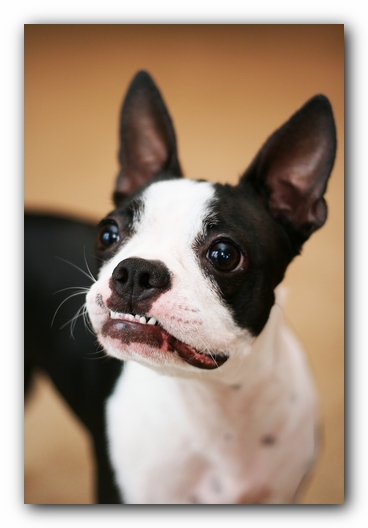 Miley the Boston Terrier Puppy 