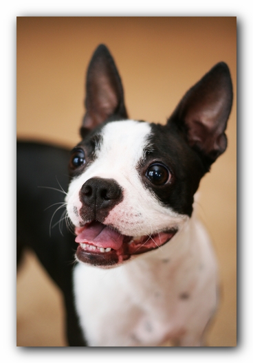Miley the Boston Terrier Puppy 