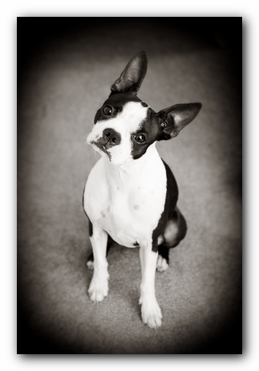 Miley the Boston Terrier Puppy 